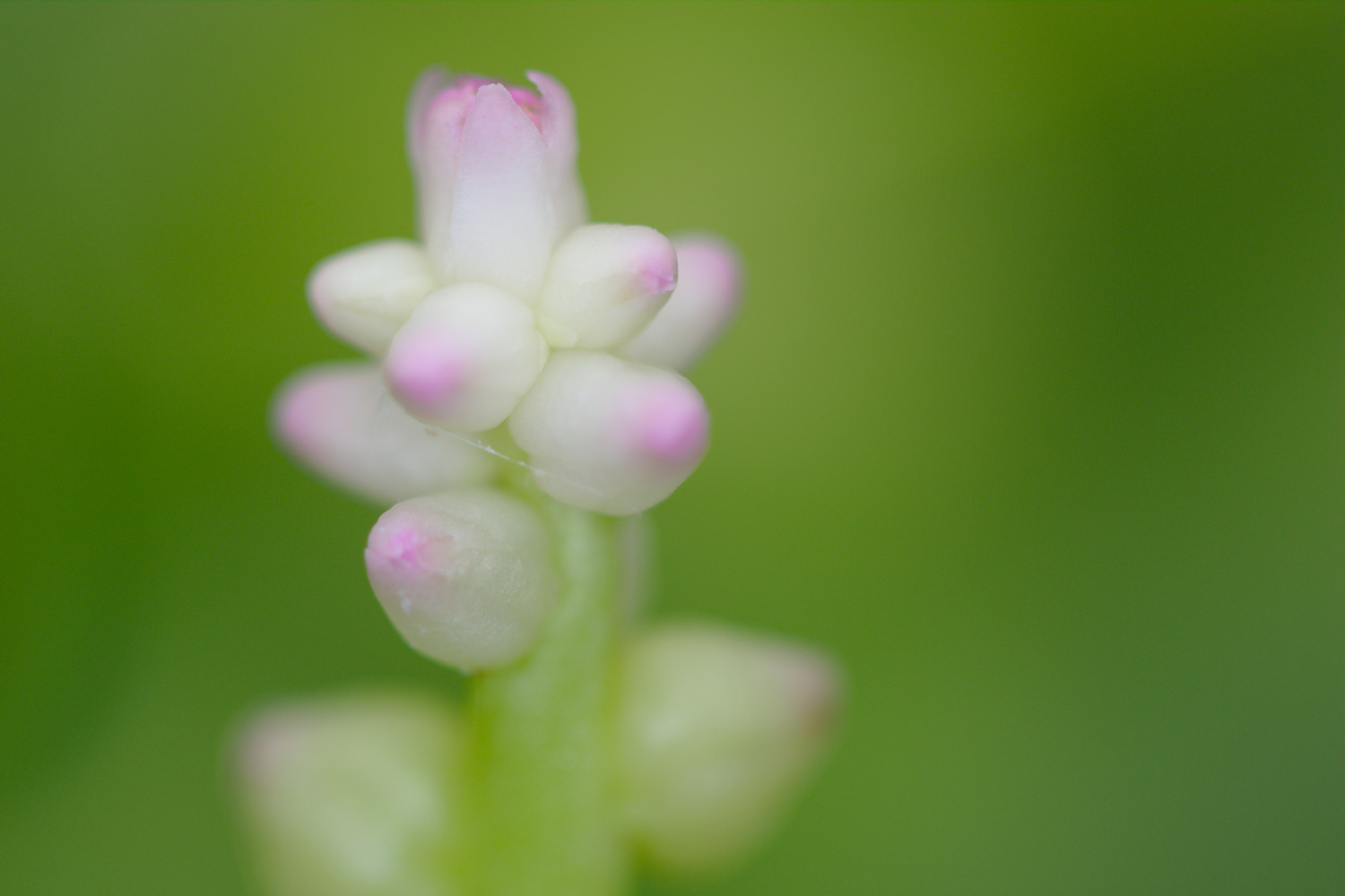 Malabar Spinach Flowers